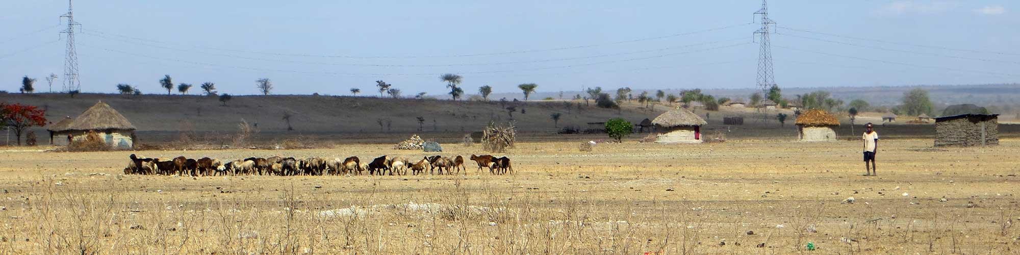 Greening Africa